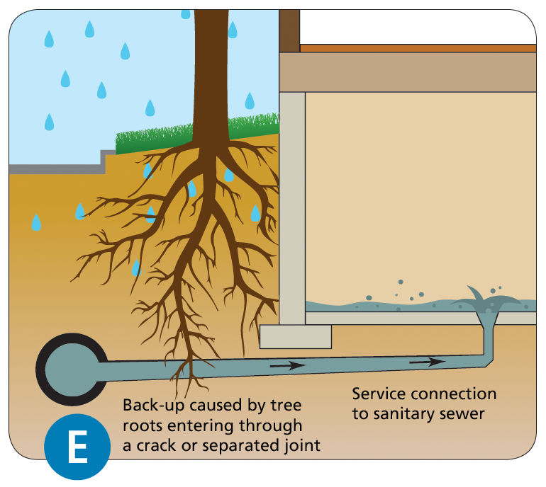 Diagram of home basement with broken private side sewer due to tree roots leading to flooding