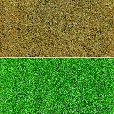 Comparison between dormant and green grass