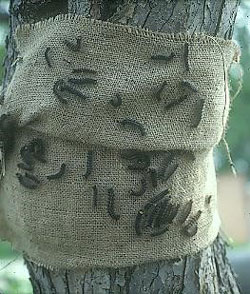 Gypsy moth burlap banding on a tree with gypsy moth larva