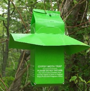 Green moth trap hanging from a tree limb