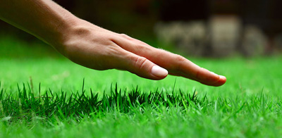 Person holding their hand overtop of green grass
