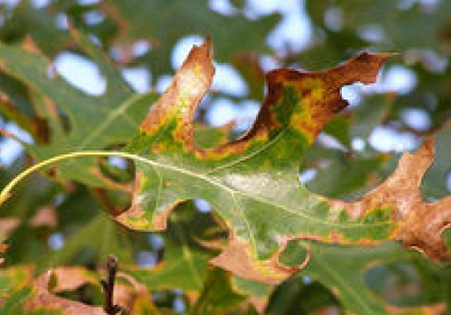 browning on edges of green oak leaf 
