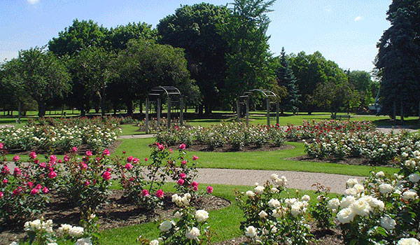 Rose Garden at Gage Park