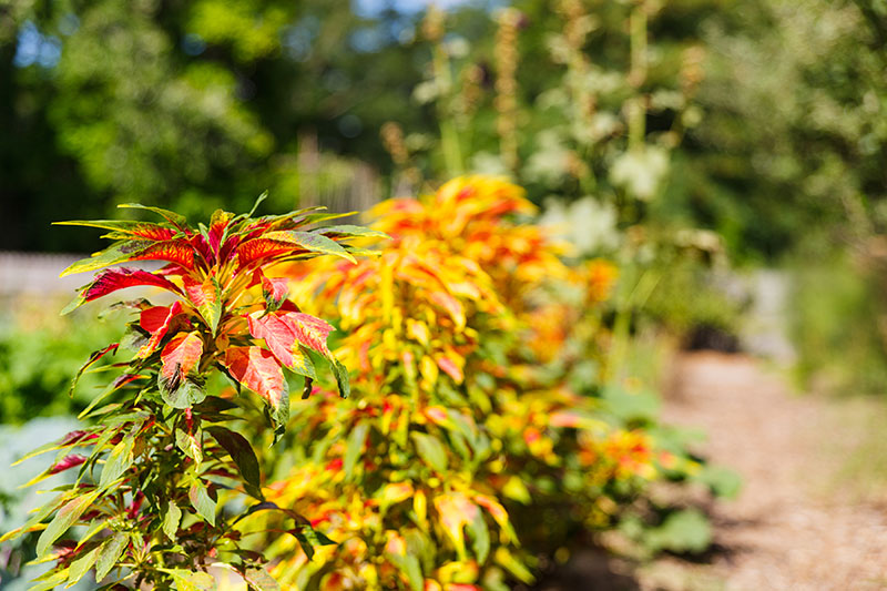 Extended Morning Garden Hours at Dundurn National Historic Site garden