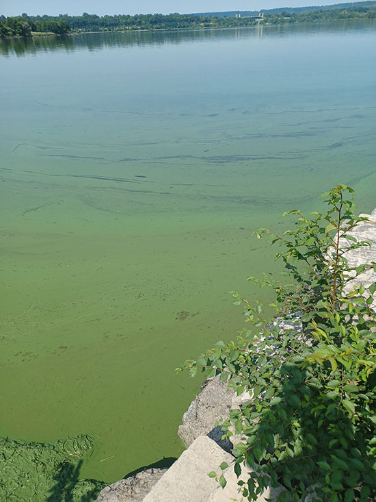 Blue-Green algae in a body of water in Hamilton