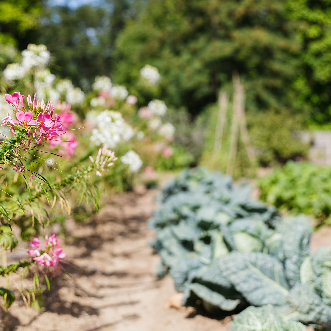 close up shot of vegetables and plants in garden at Dundurn