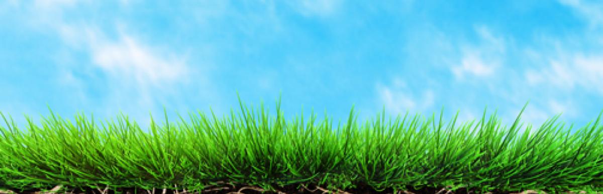 lawn showing roots in dirt with blue sky in background