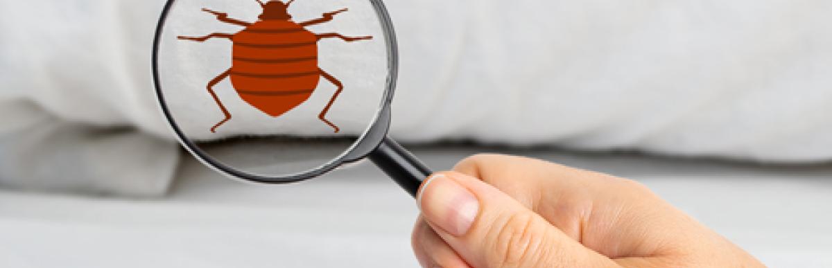 Pest Control Service Coquitlam