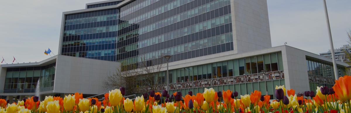 Front of Hamilton City Hall in the spring with tulips in bloom