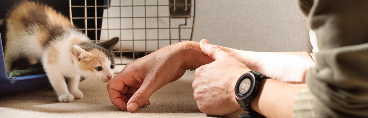 Man encouraging kitten from crate to foster home