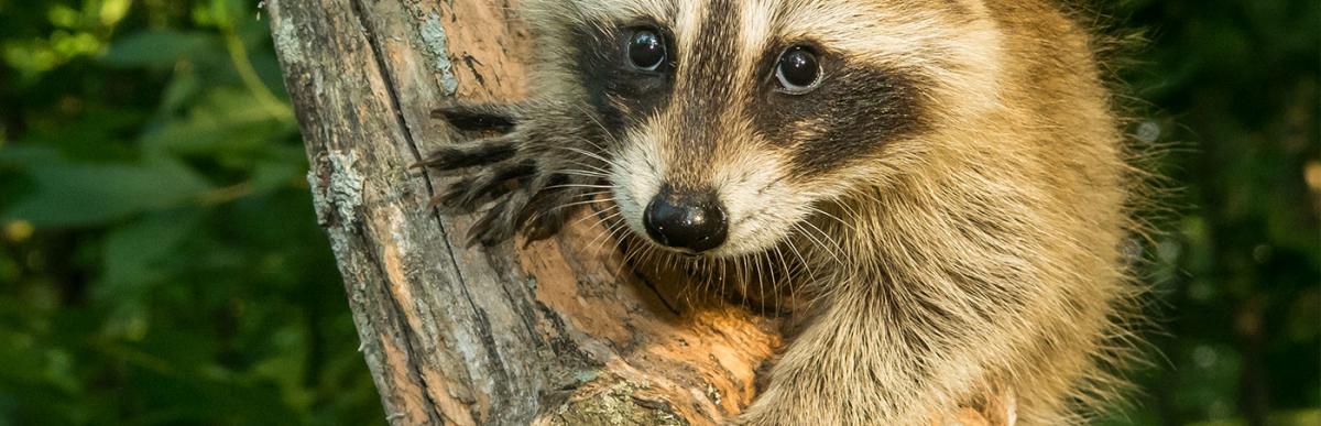 A baby raccoon climbing an old tree in the woods.