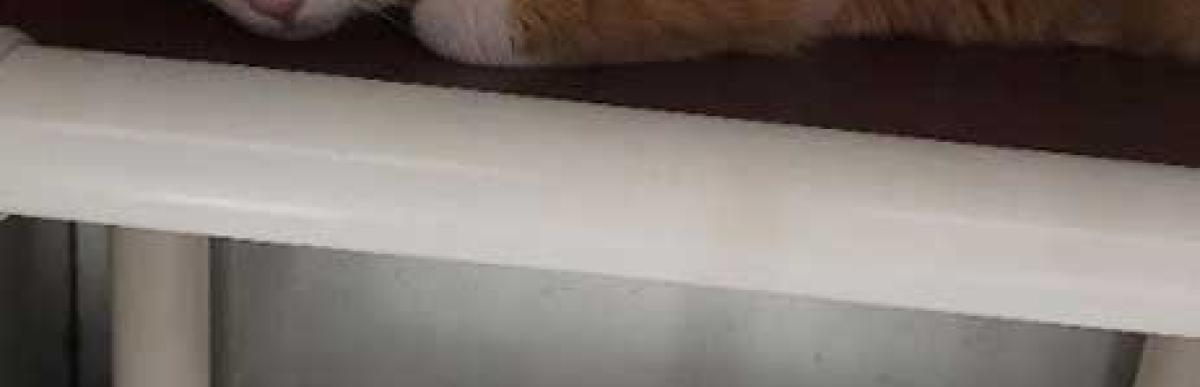 Orange tabby & white stray cat 07-08-201-03