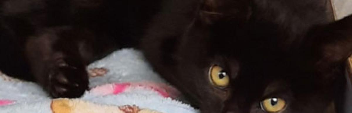 Three month old shorthaired black kitten with gold eyes