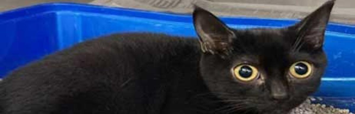 Black stray cat 07-22-OTC-08