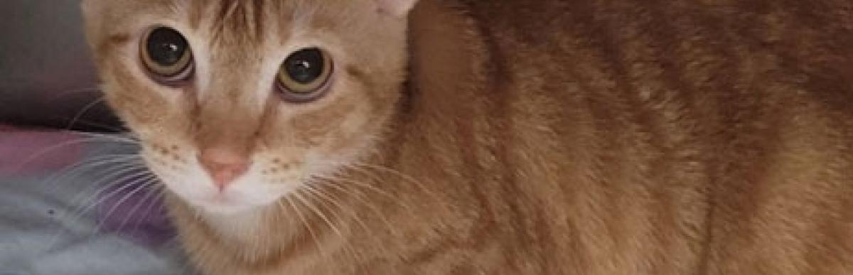 Shorthaired adult orange tabby cat