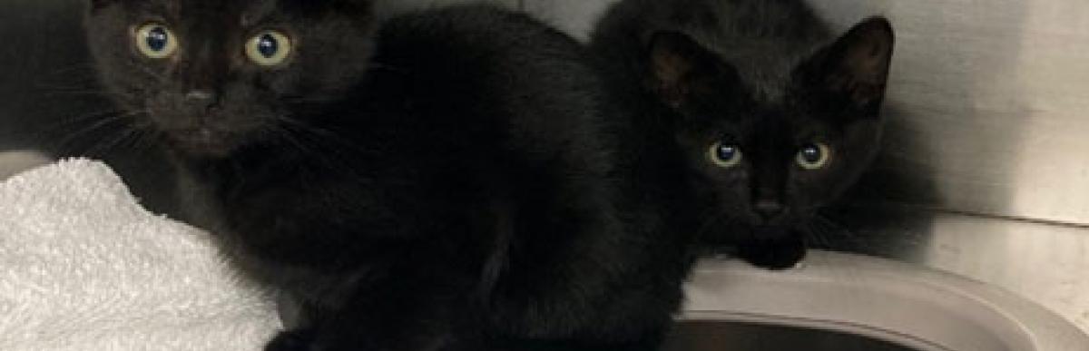 Two shorthaired black 2 month old kittens