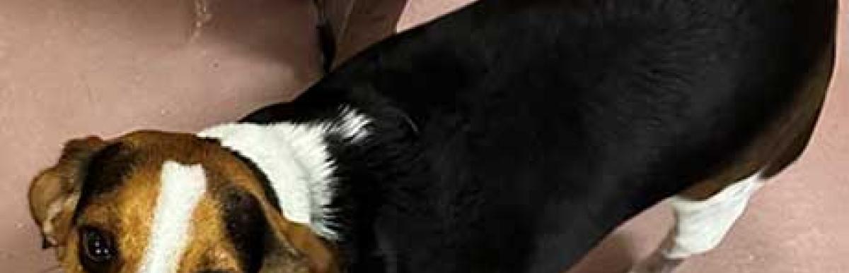 Tricolour beagle x stray dog 07-05-197-04