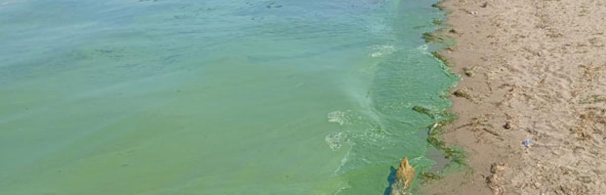 Shoreline of Pier 4 in Hamilton, with algal blooms in the water