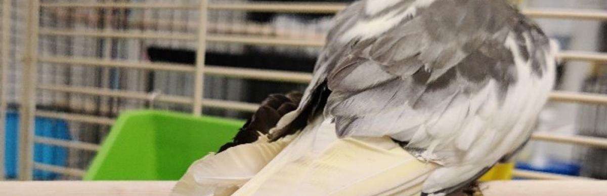 bird in a cage with white and grey feathers and a yellow head