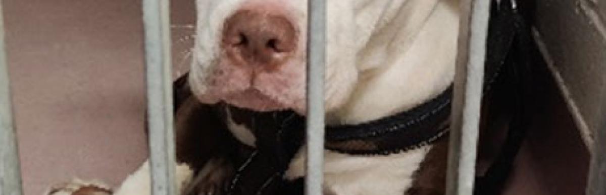 Adult male red/white american bulldog x