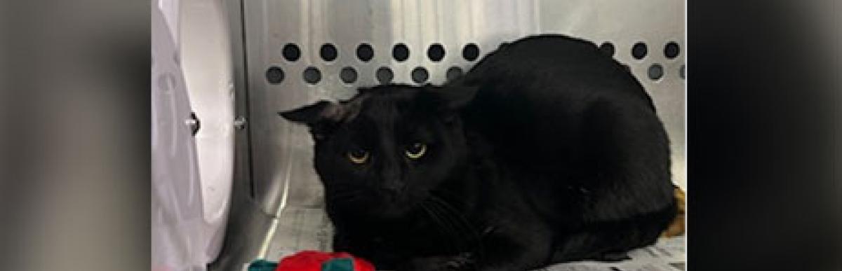 Shorthaired adult male black cat