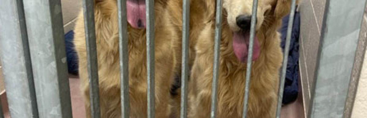 Two adult female golden retriever dogs