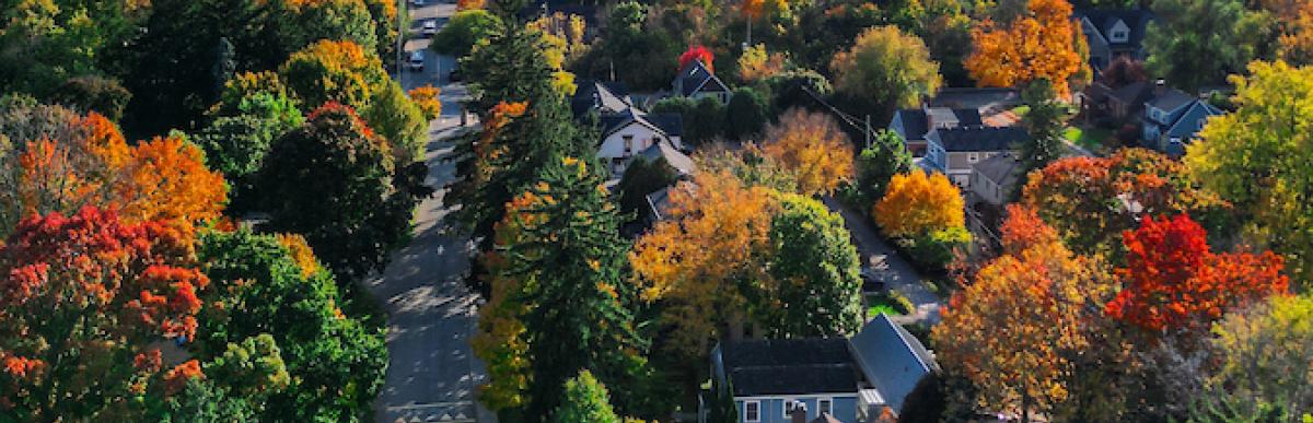 tree canopy Hamilton neighbourhood