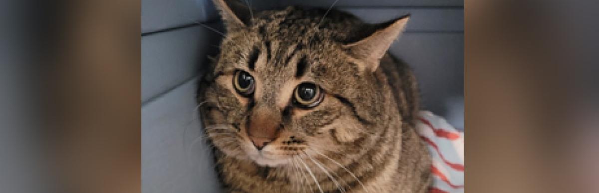 Adult brown tabby cat sitting in a pet carrier