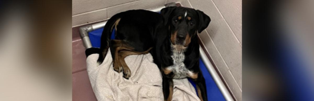 Adult male tri coloured rotti x dog