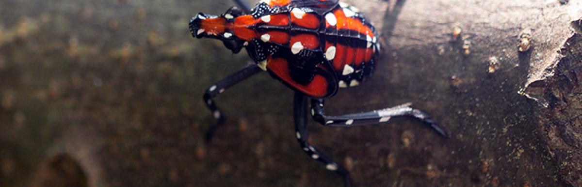 insect with a red back, black legs and with white spots on a tree branch