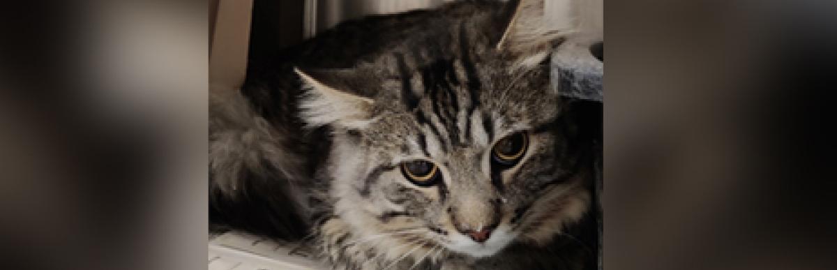 Mediumhaired brown tabby cat