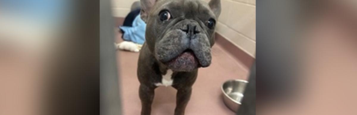 Adult brindle/white french bulldog