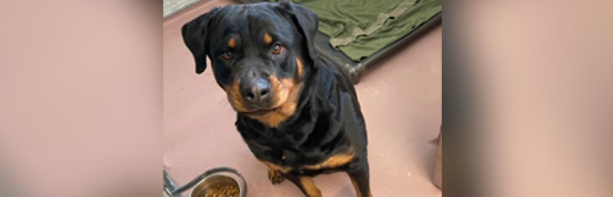 Adult black and tan rotti dog