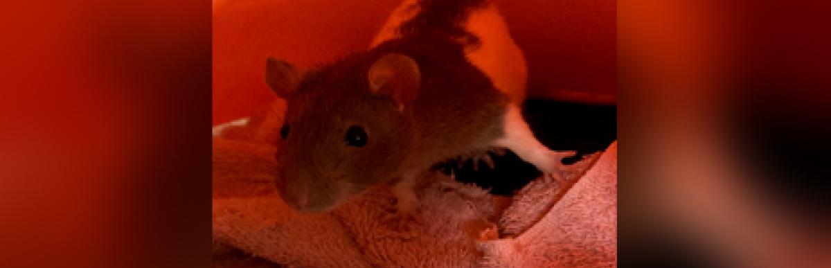 Grey and white rat