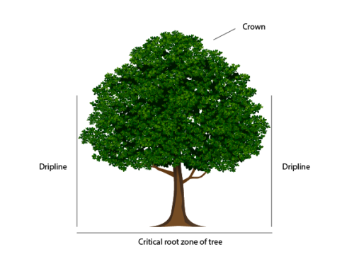 tree illustration identifying crown, dripline, and critical roots area