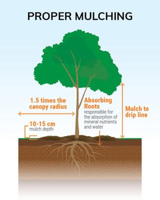 Proper mulching technique