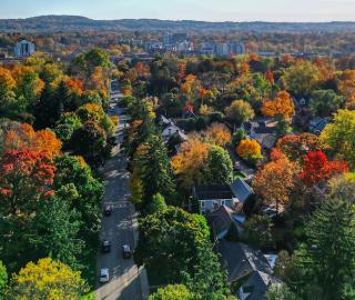 tree canopy Hamilton neighbourhood